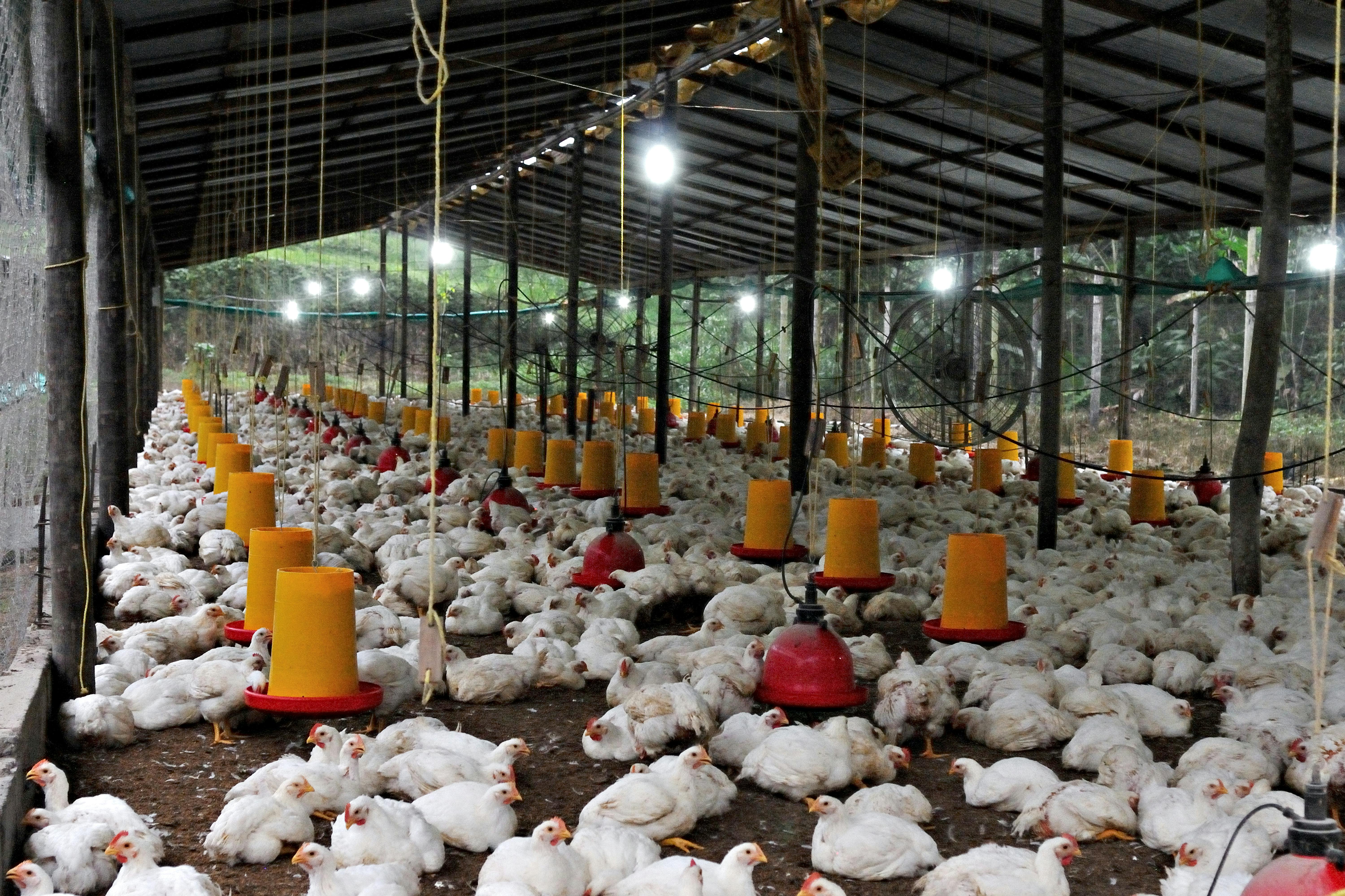 Poussins de qualité POUSSIN SARL - Excellence avicole